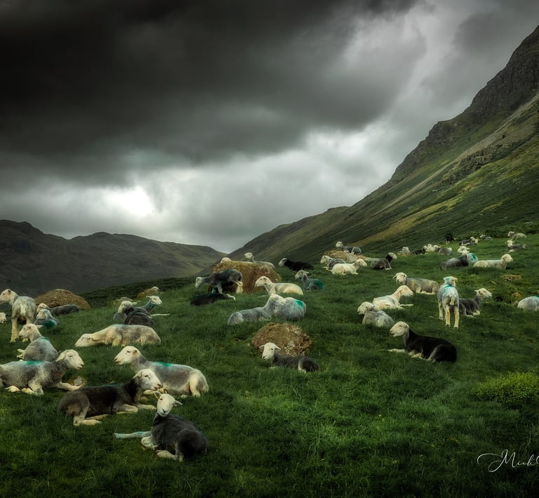 Sheep in Langdale by ©Mick Howard
