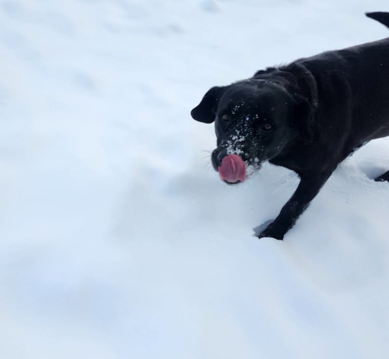 a dog playing at dog boarding near port perry