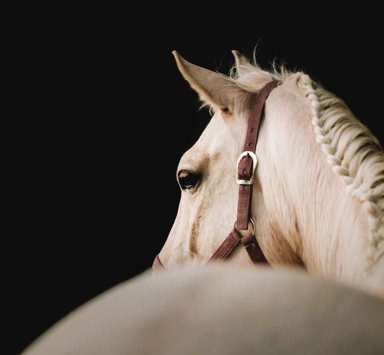 portrait d'un cheval palomino dans un manege