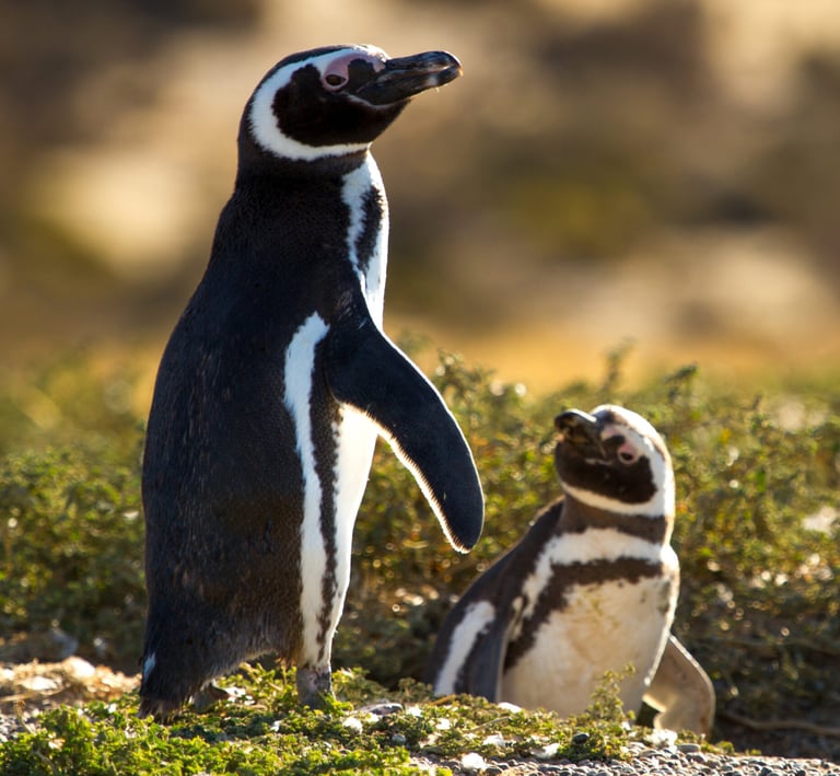 pinguinos magallanes