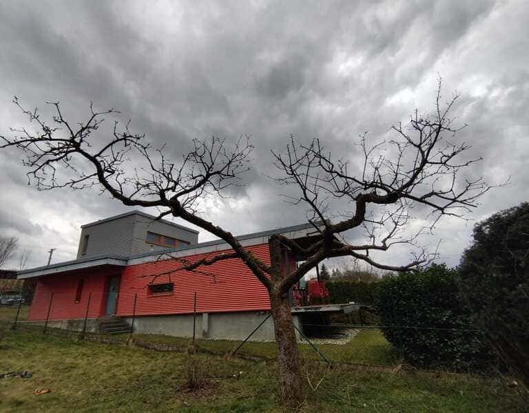 Řez ovocného stromu v Přerově