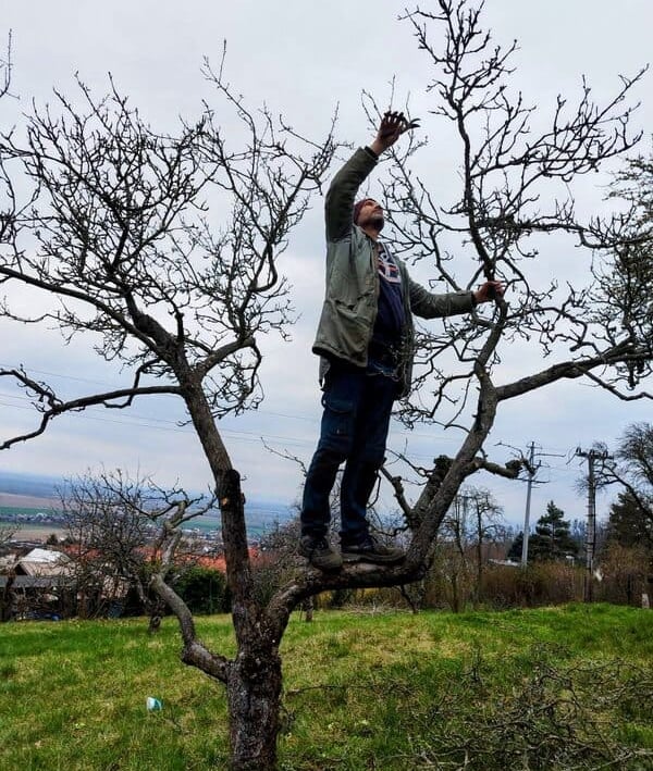 Řez ovocné dřeviny v Prostějově