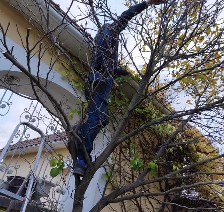 Průřez ovocného stormu v Prostějově