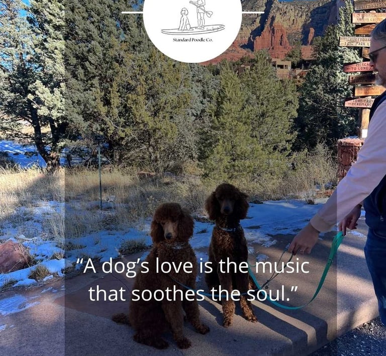 red poodles in Sedona, AZ