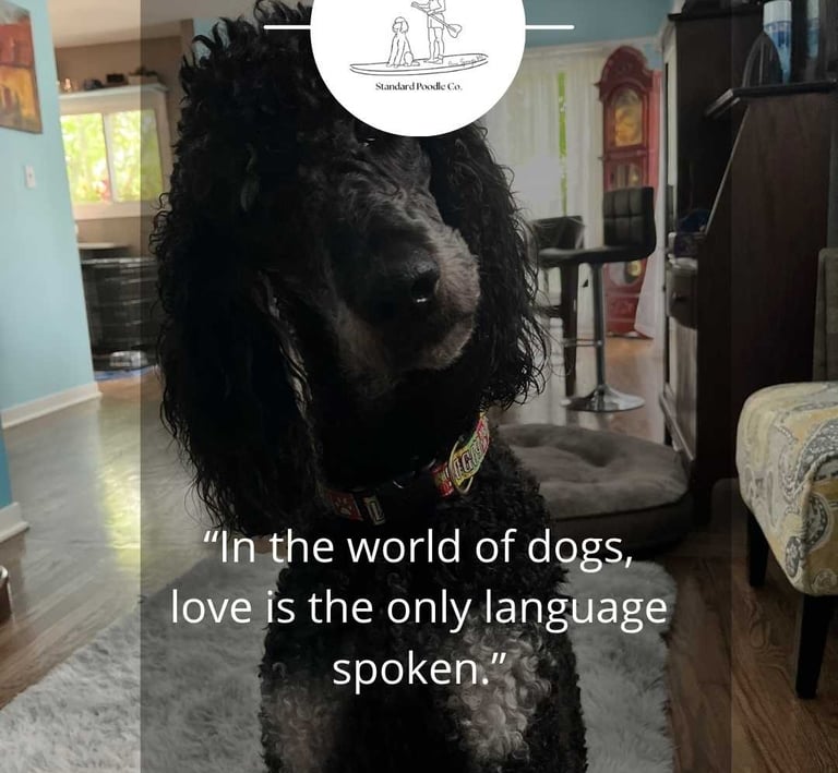 brayford poodle with love text