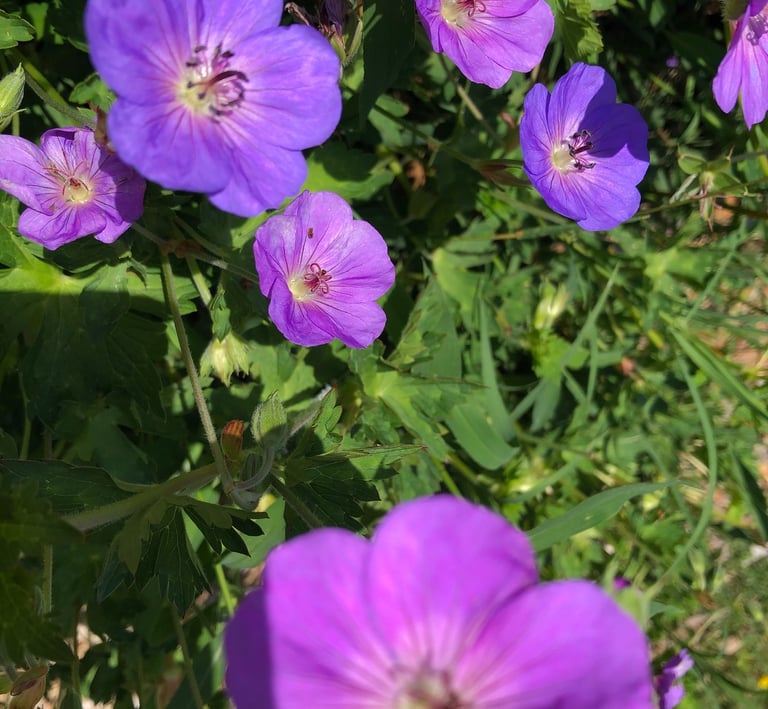 Purple geranium plant in sunshine with green leaves