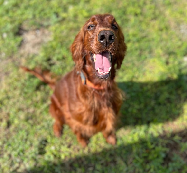 Dog focusing on recall command in local park Fair Oaks CA