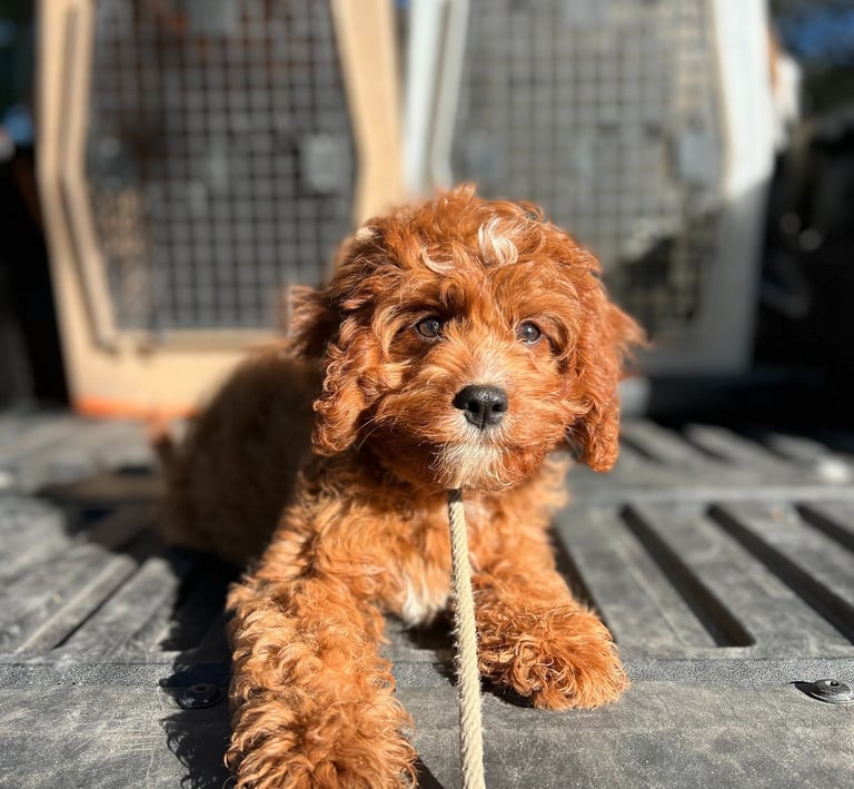 Happy dog enjoying overnight boarding at Barkbnb in Sacramento, CA
