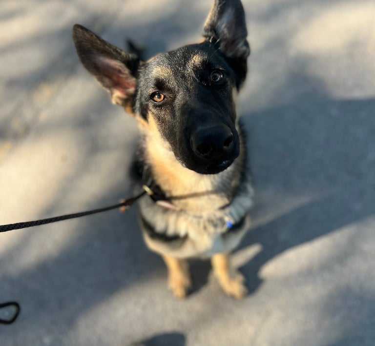 Trainer working on leash manners with a dog in Sacramento CA