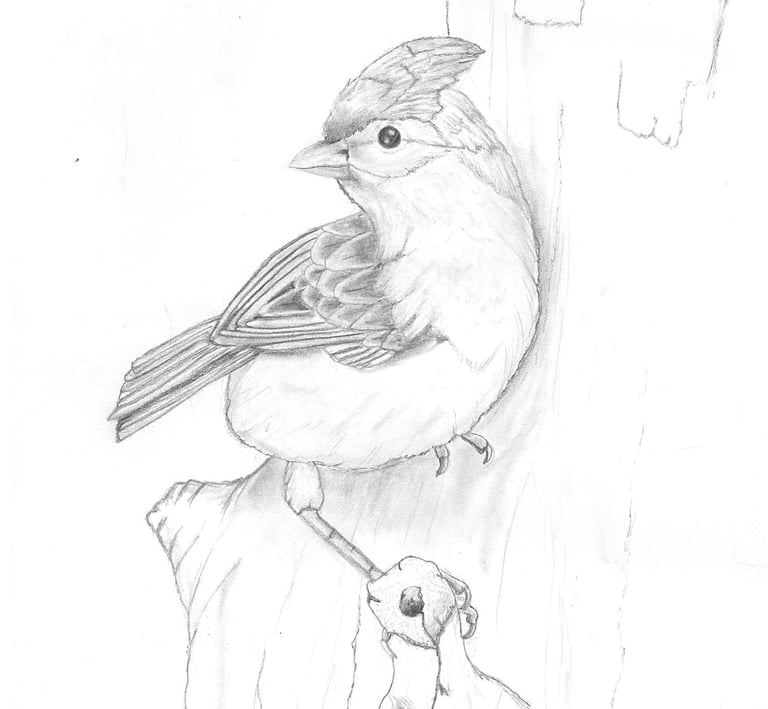 a bird sitting in a tree drawing