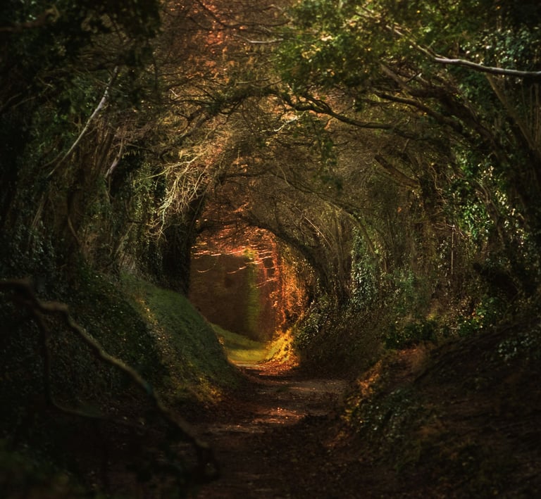 Waldpfad der wie ein Tunnel aussieht