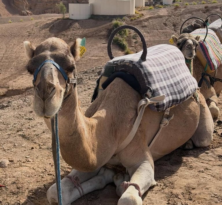 a camell sitting on the ground with a backpacker on it
