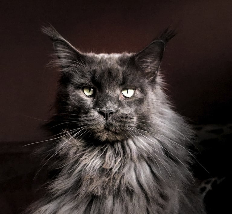 maine coon doubs xxl  main