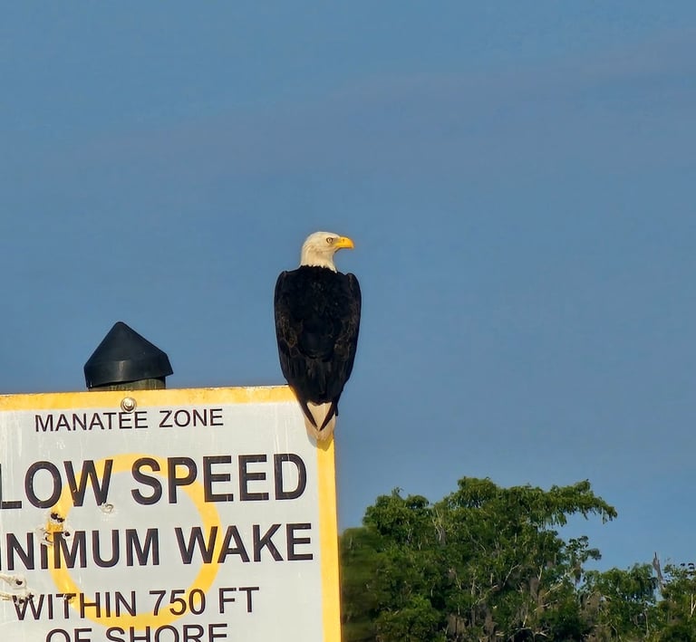 A picture of a Bald Eagle sitting on a no wake sign in Lake George, Florida
