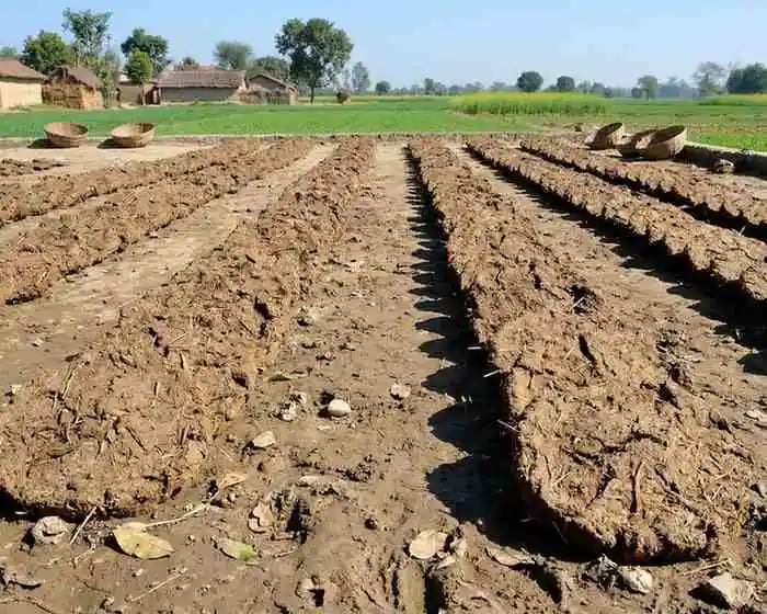 cow dung cake wholesale