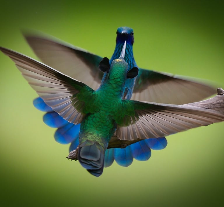 This image captures two Sparkling Violetear hummingbirds