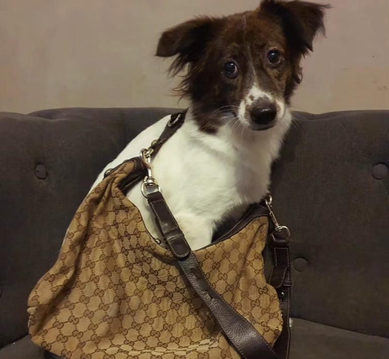 Coachella, a beautiful rescue living her life