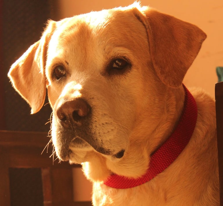 Dog Boarding, Dog Boarding near me, Pet Boarding, Pet Boarding near me, Dog Care, Happy Pettings