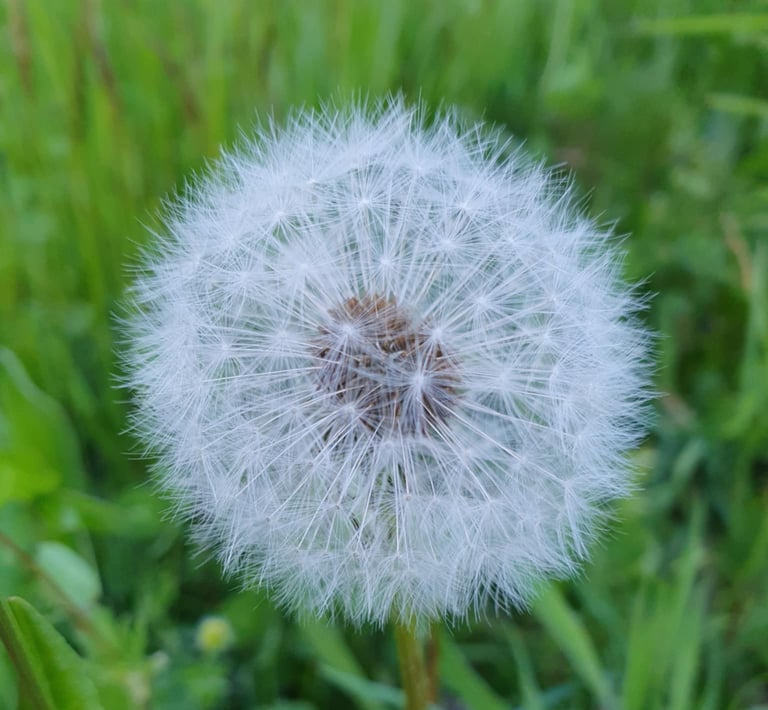 Geštalto psichoterapeutė