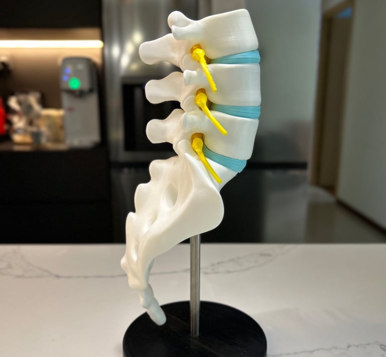 model of a human spine