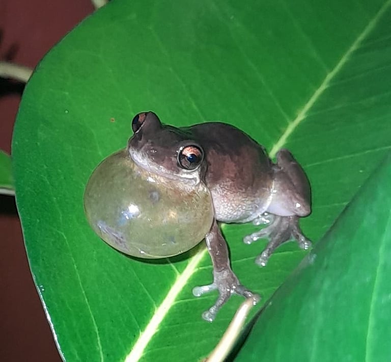 bleating tree frog