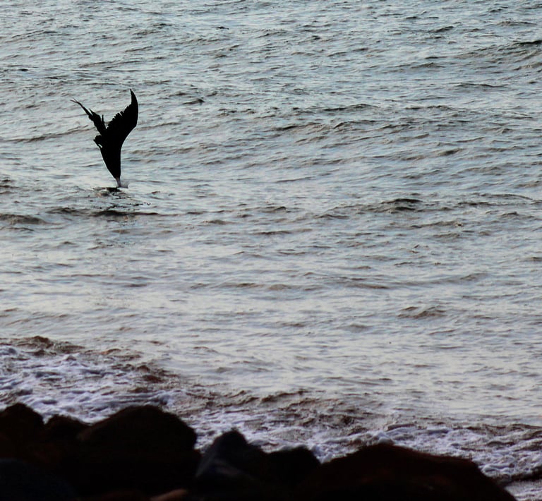 a bird flying into the Pacific Ocean of water while fishing in Puerto Vallarta