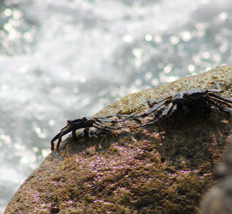 crabs hold tight to the rocks while waves crash around them