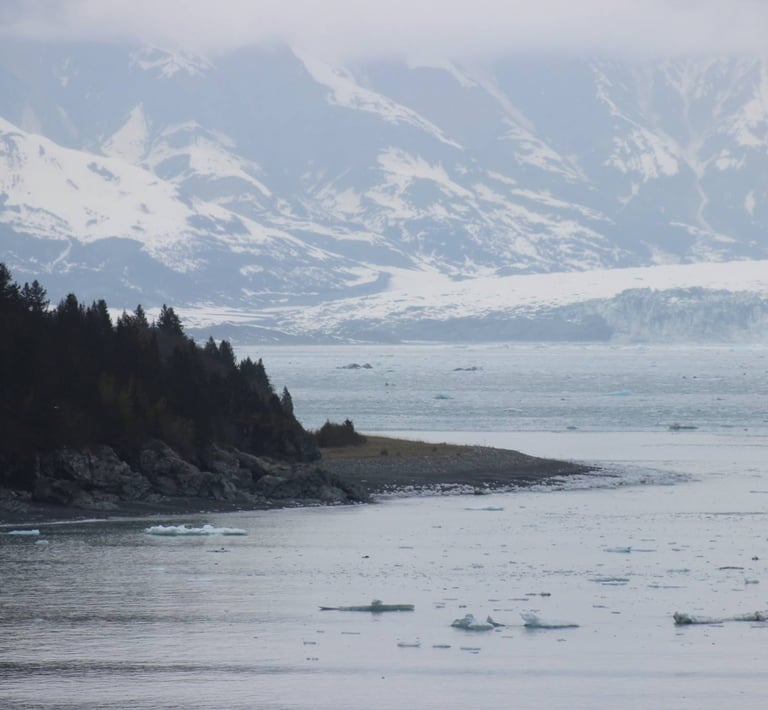 a bear standing on a rocky shore next to a body of water