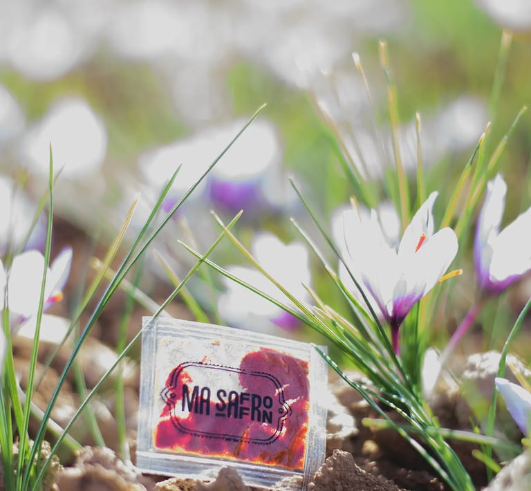 Paisagem bucólica de um campo de açafrão, com foco em um pacote de açafrão da marca "Ma Safran".