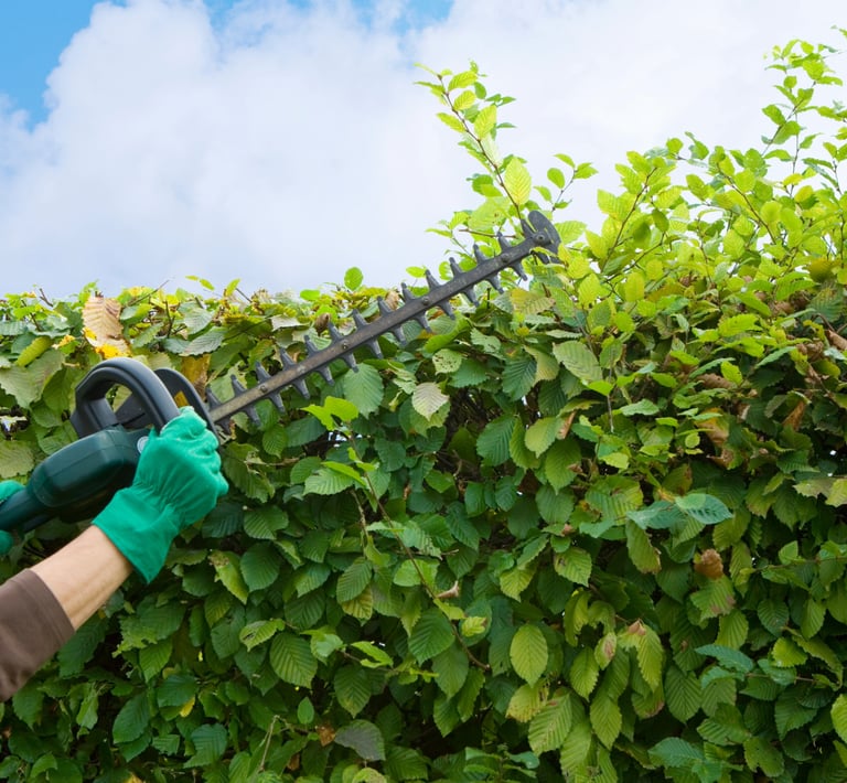 formschnitt-in-brandenburg-gartenbusiness