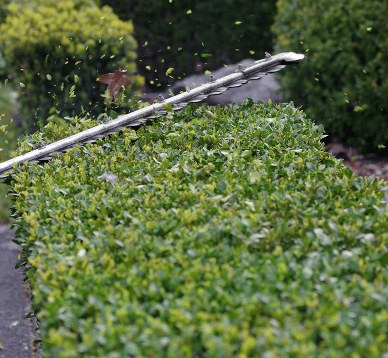 mai24-hecken-formschnitt-in-brandenburg-gartenbusiness