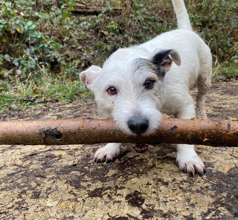 a dog with their one of their dog walkers in harrogate