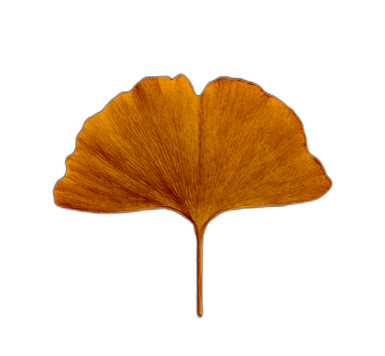 an orange ginko leaf