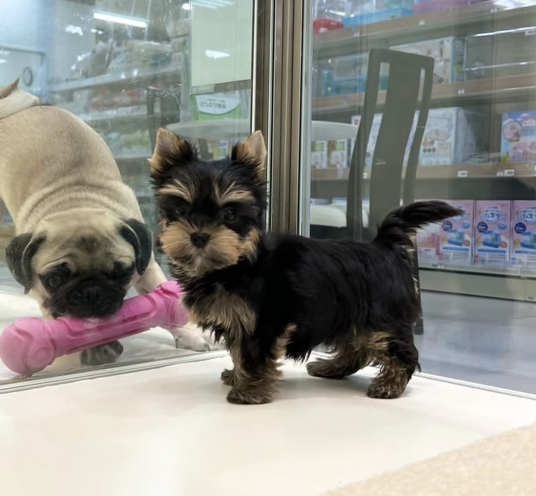 Yorkshire terrier en adopcion