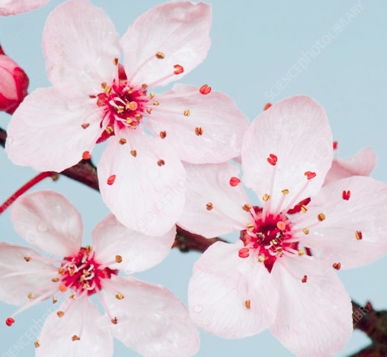 cherry plum blossom