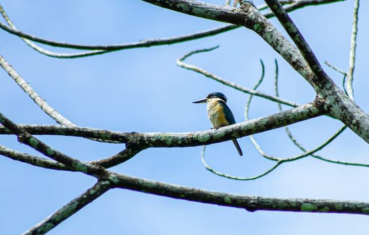 Collard kingfisher Sorong