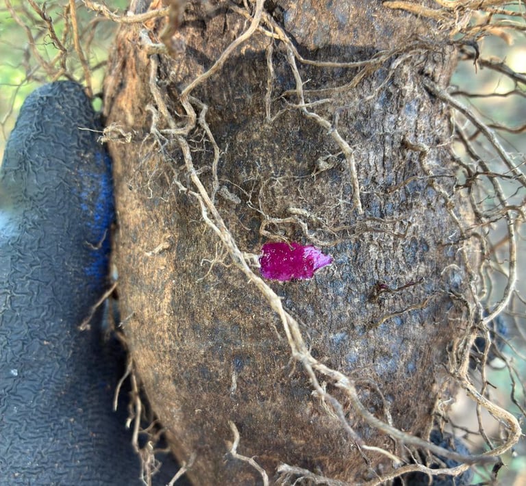 A hand in a gardening glove holds a freshly harvested purple yam root with visible dirt and thin roots.