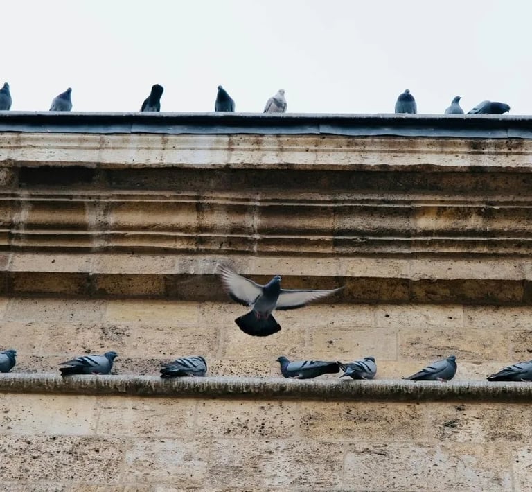 Pigeons posés sur le toit d'une église