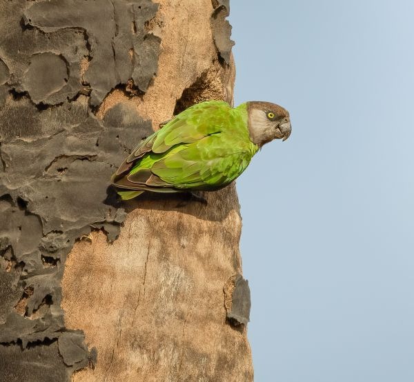 Bonte meeloper of Senegalpapegaai met een groene rug en grijze kop, zittend bij een boomholte.