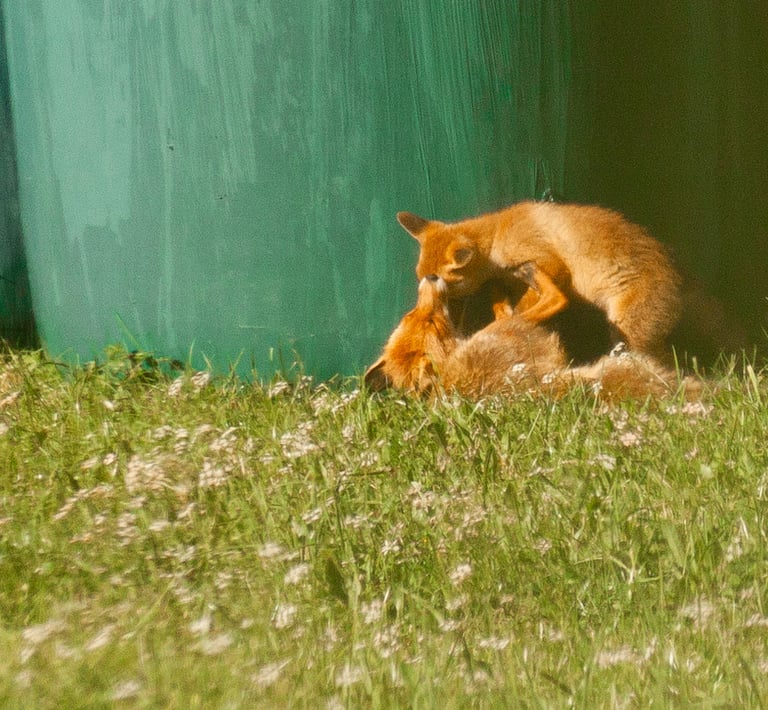 renarde jouant avec son renardeau dans l'herbe d'un champ au printemps