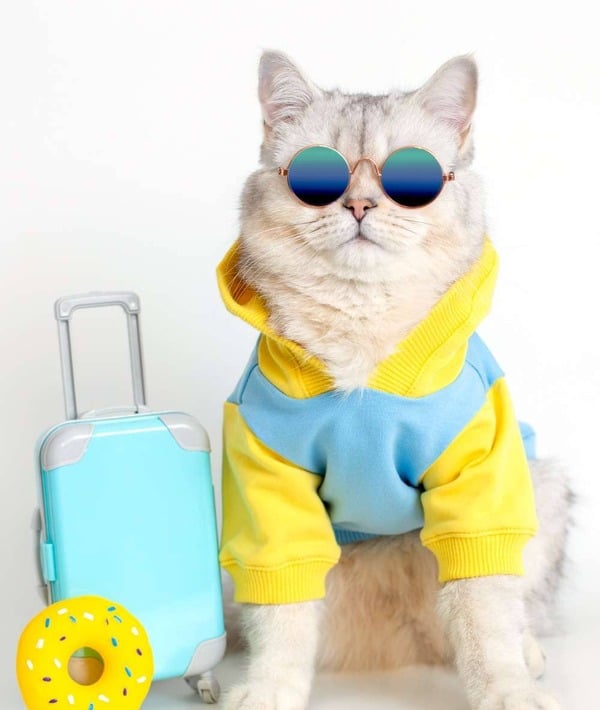 Un gato peludo con una sudadera azul y amarilla y gafas de sol junto a una mini maleta.