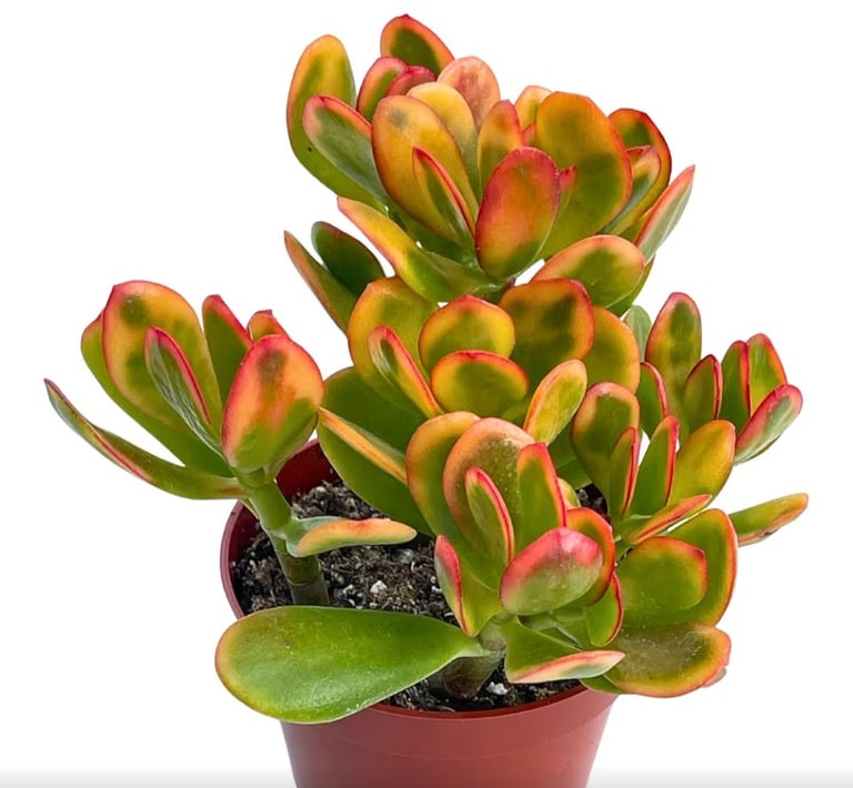 Jade plant (Crassula) thriving in fast-draining desert soil mix for succulent root protection.
