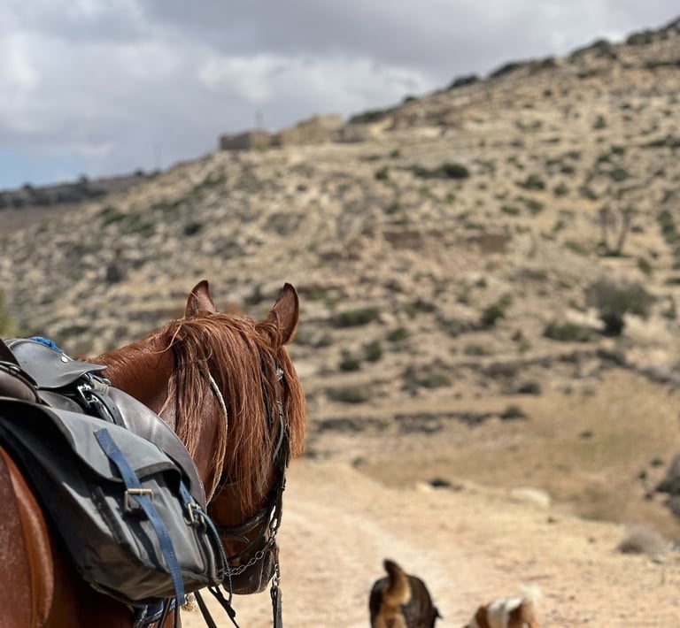 Cheval contemplant la campagne et le village 
