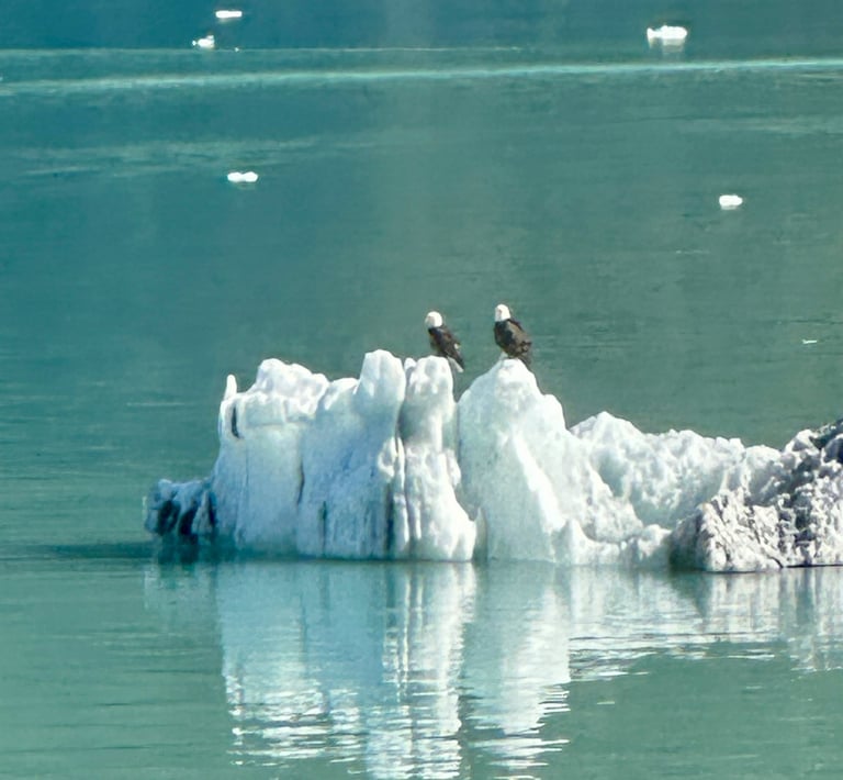 Bald Eagles Alaska cruise
