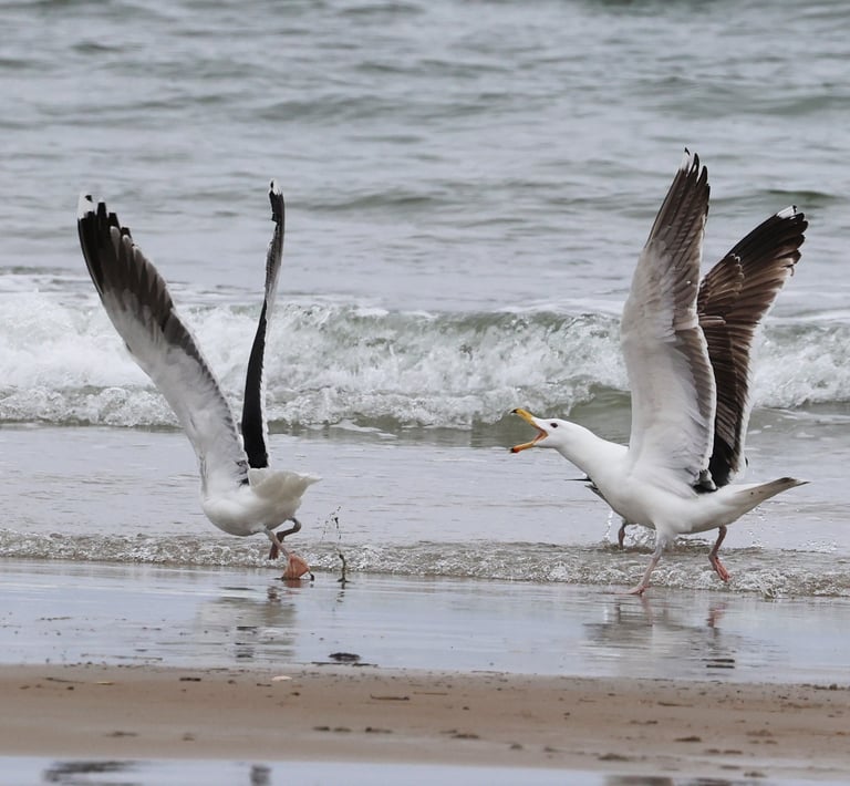 Two gulls having a discussion