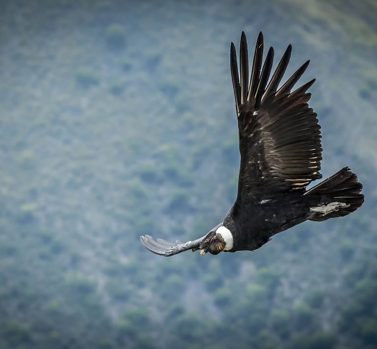 This image features an Andean condor, one of the largest flying birds in the world.