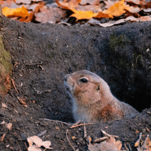 grounding-and-spirituality-inner-energy-harmony