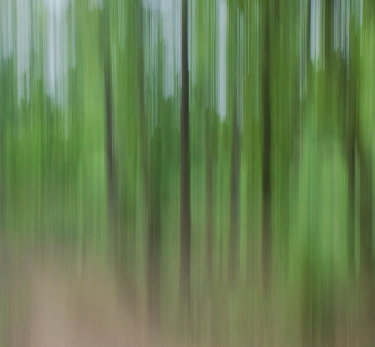 Saal Forest of Central India National Park