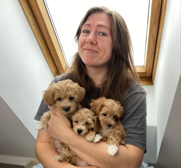 Adopt a Maltipoo Today