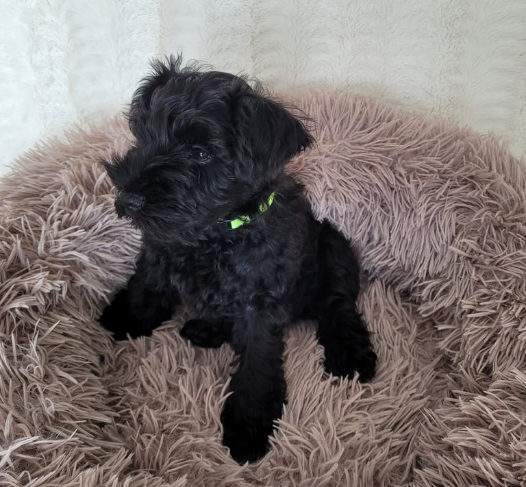 Lola des Diamants Noirs d'Also